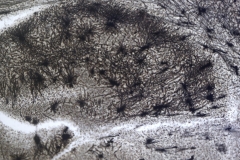 Golgi stain of mouse hippocampus