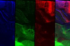 Alcohol apoptosis