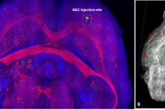 Engraftment, distribution and fate of LM-NSC008 cells in naive adult mouse brain in 3 Dimension