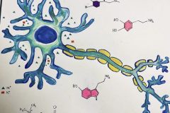 Neurotransmitters On the Loose