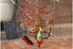 Neuronal Network inside Spider Net-Complex Processes Patterns