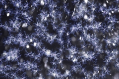 Neuronal field