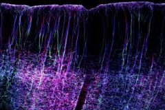 Pyramidal tract neurons of motor cortex