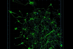 Neurons love communication