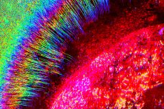 Tracks of Activated Monocytes Infiltrating Brain Organoid