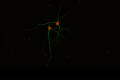 Neurons in sync - lets do the tango