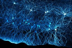 Lateral Entorhinal Cortex