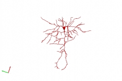 Pyramidal neuron