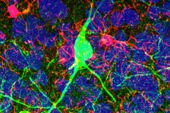 Cholinergic microglia symbiosis