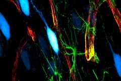  Astrocyte Endfeet Envelop Cerebral Blood Vessels
