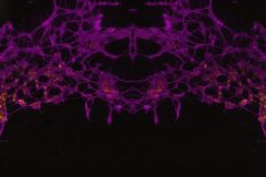 Cellscape