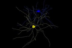 Striatal Unity