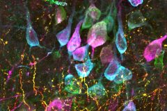 Pyramidal neurons expressing TacR3
