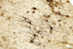 Synaptic continuity