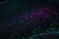 The Brain Symphony