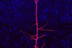 One cell to cross them all (layers)