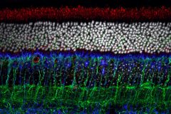 Retinal cilia: from root to tip
