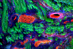 Winding innervation within the tongue