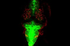 Glial cells of zebrafish