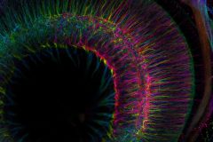 The developing retina