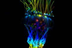 Zebrafish neuromast