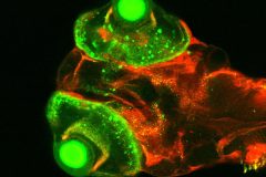 Zebrafish larvae