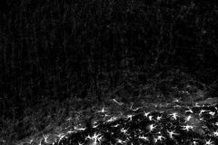 Astrocyte activation