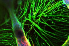Neurons in 3D