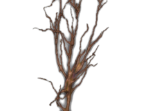 Single reconstructed neuron