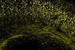 Migrating neurons during development of cerebral cortex