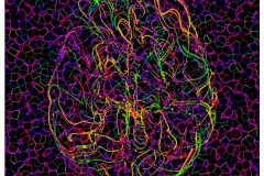 Neural Connections