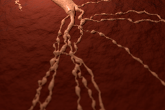 Inside the hippocampus