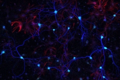 Neuron and astrocyte close liaison