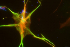 Microbial activation of an enteric glial cell