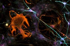  Neuron "Galaxy"