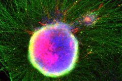 A Galaxy of Neurons