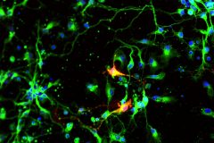 Mouse embryonic ventral midbrain neurons 3D cultured in peptide scaffolds