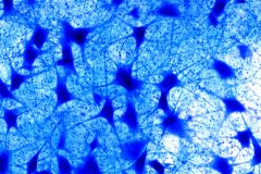 Neurostars