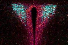 GLP-1 and and AgRP inputs onto CRH neurons in the hypothalamus