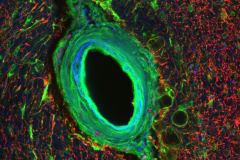 Gliovascular coupling in the human brain