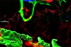 3D morphological reconstruction of a blood vessel in situ in the murine cortex