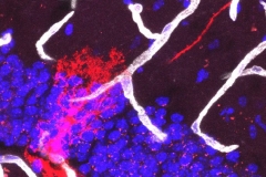 Neural stem cell and blood vessels in the dentate gyrus of the hippocampus