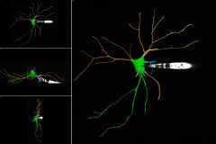 3D neuron reconstruction