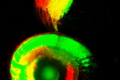 Eye see what you did there