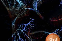 TRIGEMINAL NERVE BRANCHING