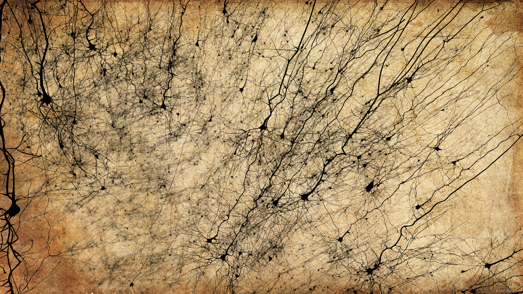 Golgi style rendering of digitally reconstructed neurons