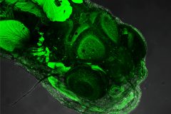 Actin staining of Surface fish