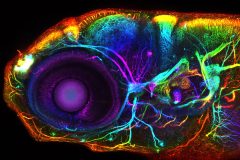 Developing nervous system of the larval zebrafish