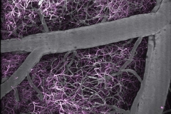 Live imaging of neural networks and brain vasculature