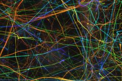 Human neurons growing in 3D